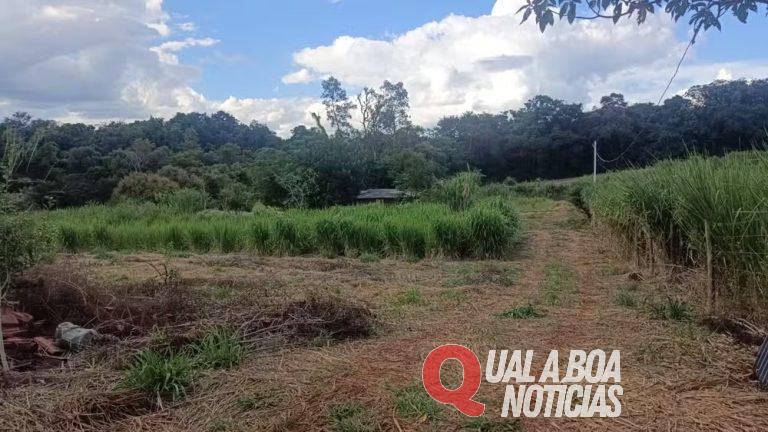 Idoso morre após ser atacado por abelhas durante roçada no interior do PR; uma pessoa está na UTI