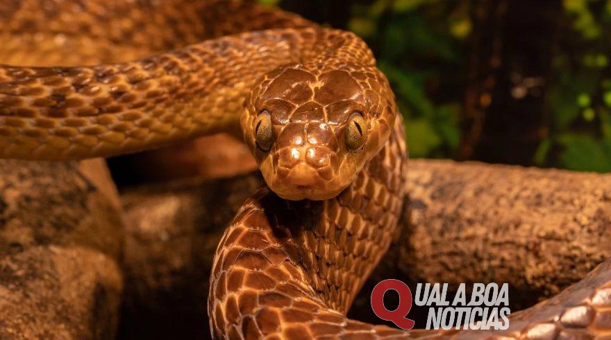 Na região: Bombeiros são acionados para capturar cobra e encontram idosa morta
