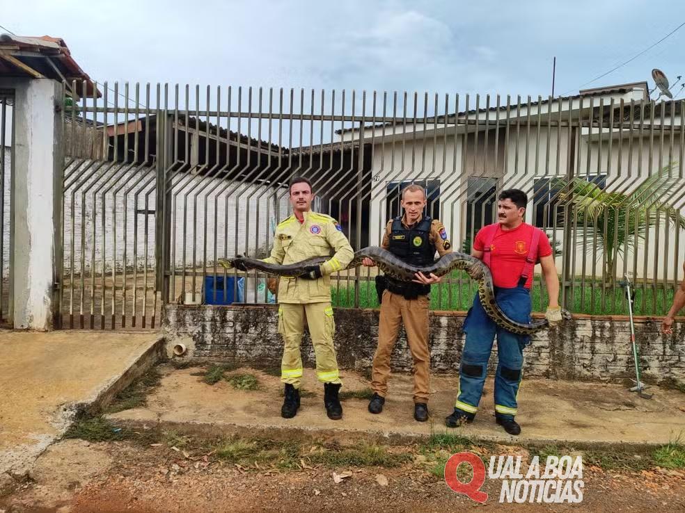 Sucuri de 4 metros é encontrada no quintal de casa, em Guaíra