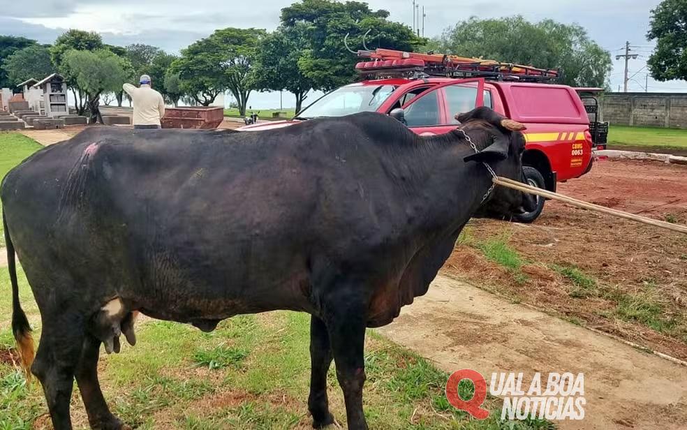 Mulher morre após ser atacada por vaca em sítio no interior do PR