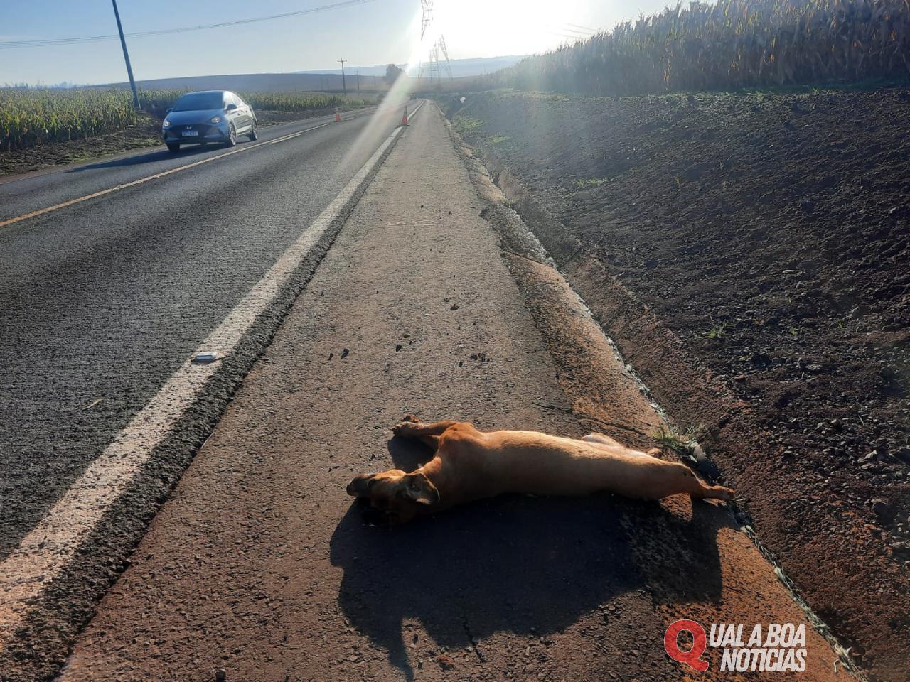 Atendimento de sinistro com vitima