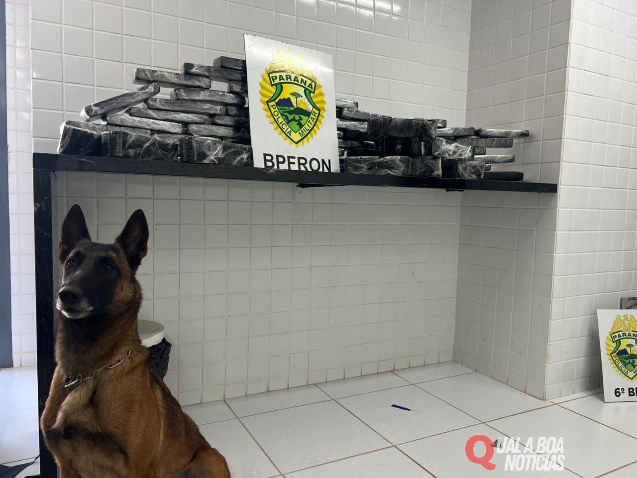 BPFRON apreende 42,100 kg de substância análoga à maconha em ônibus em Cascavel-PR