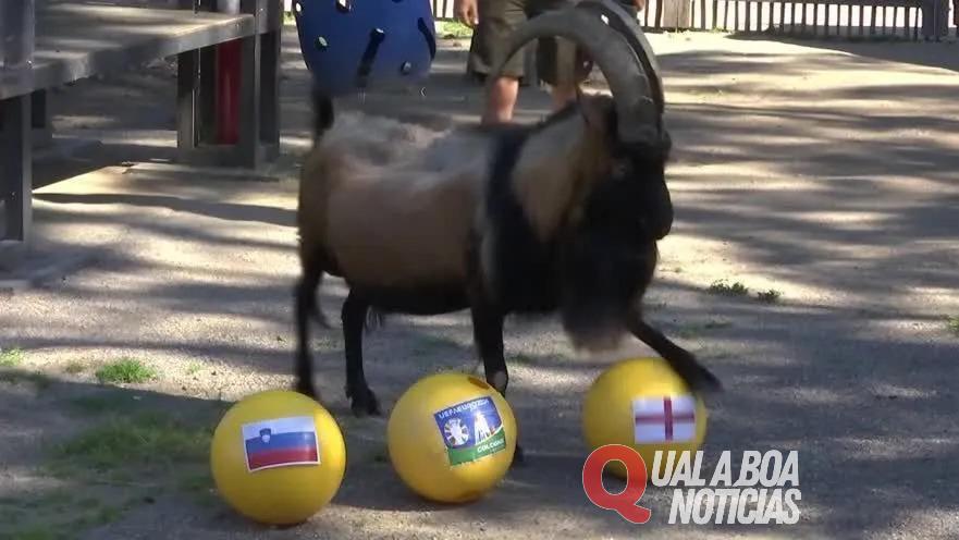 Mascote de clube alemão, cabra prevê vitória da Inglaterra na Eurocopa