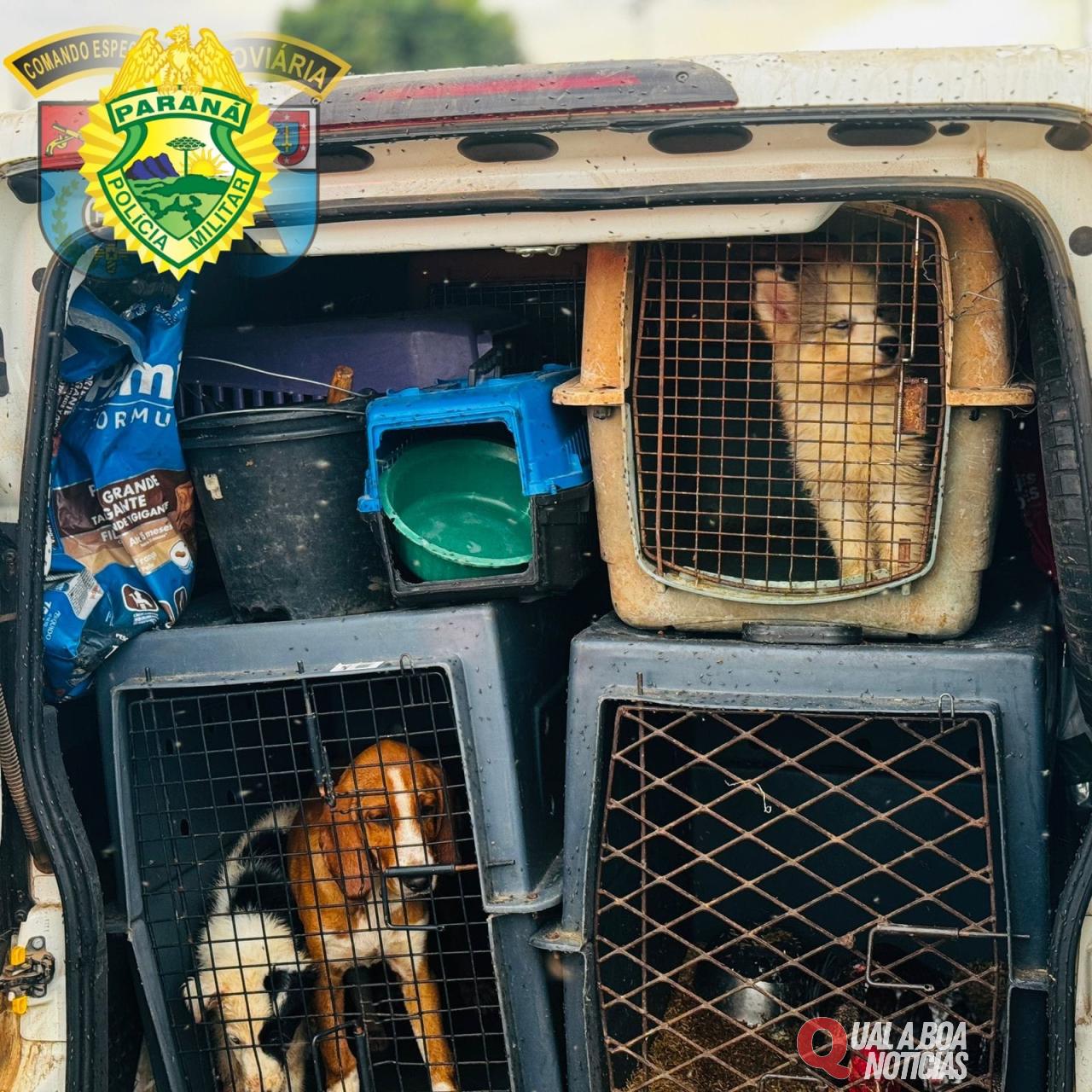 Prisão em flagrante por maus tratos à animais
