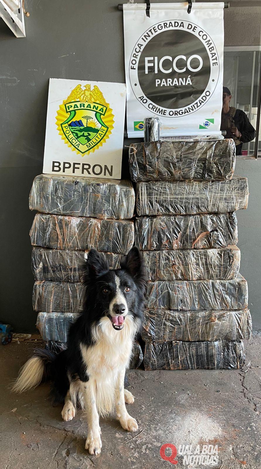 BPFRON e FICCO apreendem 298 kg de substância análoga à maconha em Cascavel-PR
