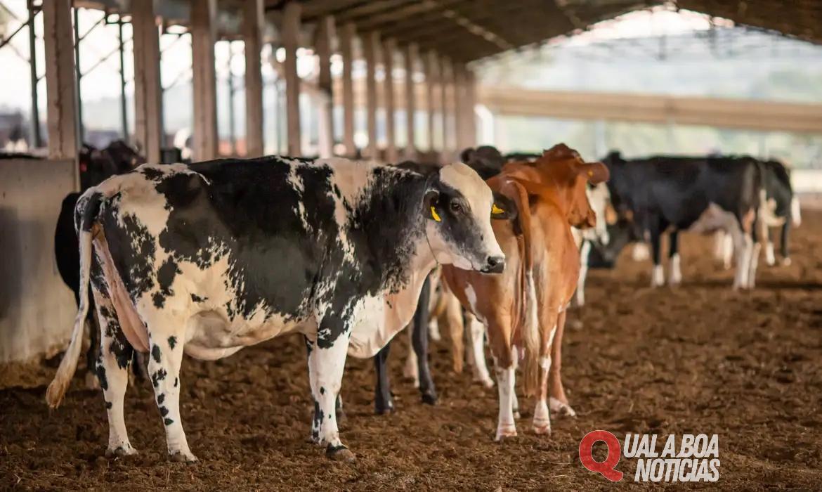 Receita investiga sonegação de quase R$ 1 bilhão em venda de gado