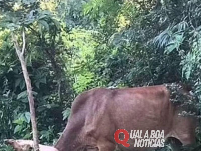 “Close Errado”: Homem pelado tenta abusar de vaca e é atacado pelo animal; veja o vídeo