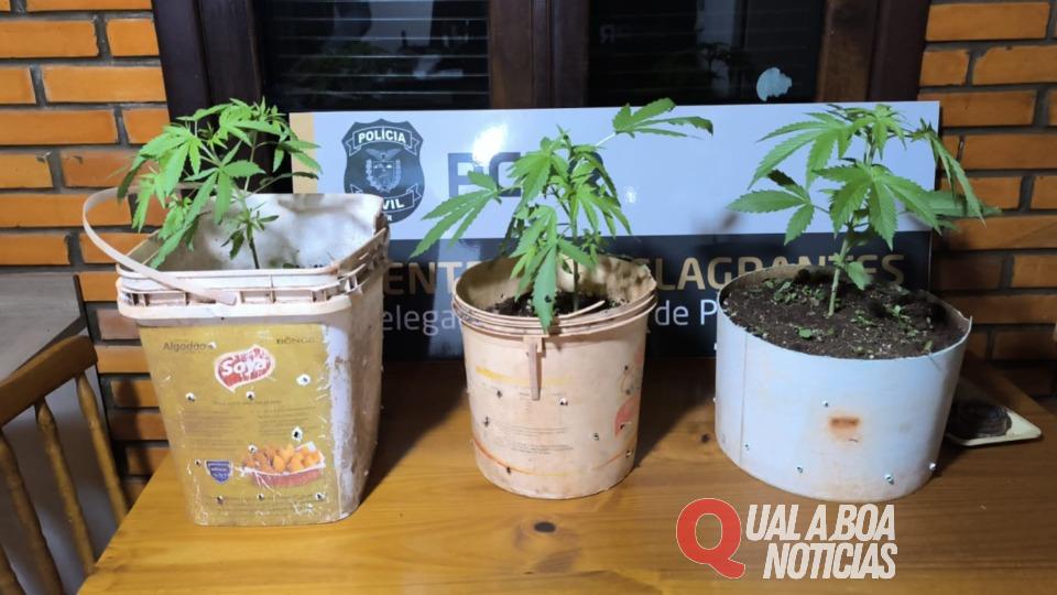 Homem é preso em Palotina, com plantas e sementes de maconha em chácara