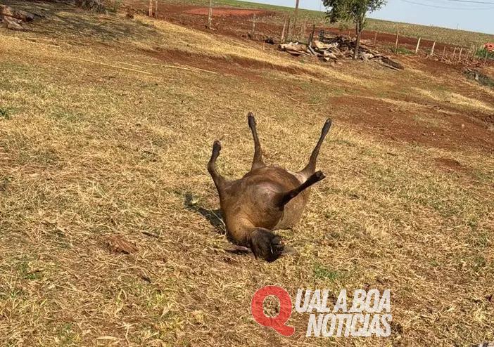Onça ataca rebanho e mata sete ovelhas no interior de Maripá, Veja o vídeo