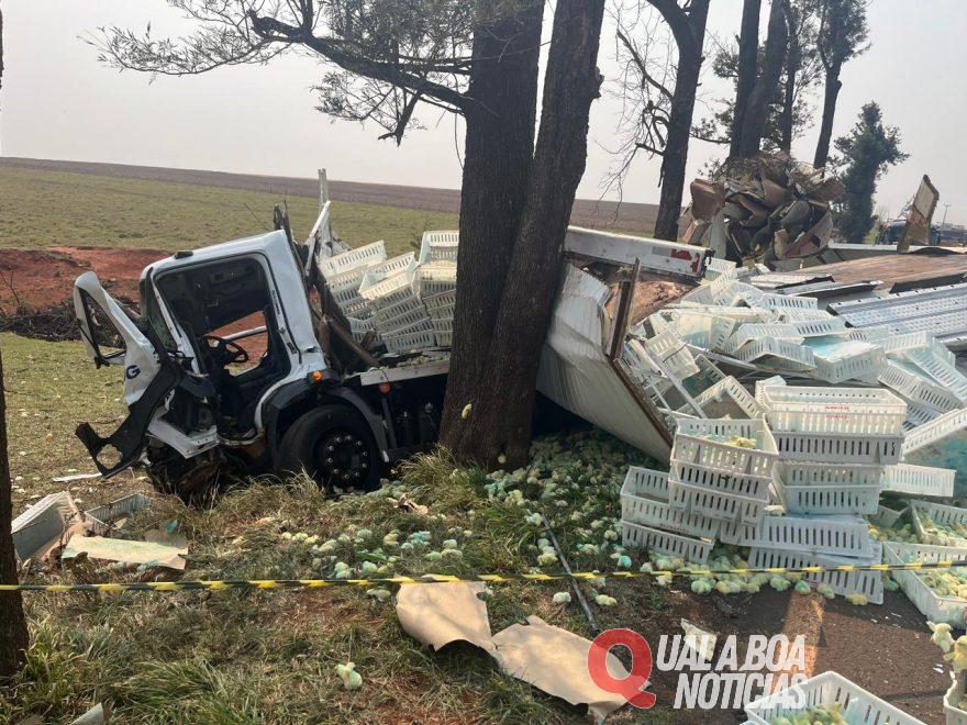 Caminhão carregado de pintainhos se envolve em acidente entre Palotina e Francisco Alves