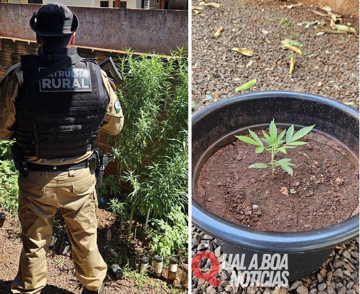 Elemento planta maconha para consumo e acaba detido em Palotina