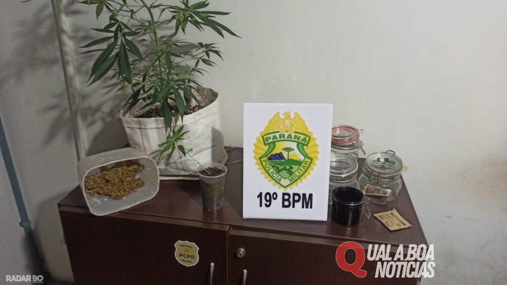 Em Toledo: Jovem é detido com estufa de maconha improvisada em seu quarto; Após SAMU ser acionado em caso de surto
