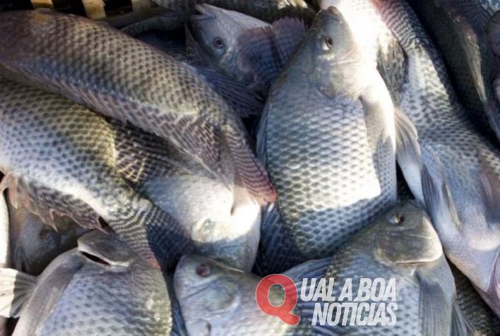 Ladrões levam 500 KG de peixes em propriedade rural do interior do Paraná