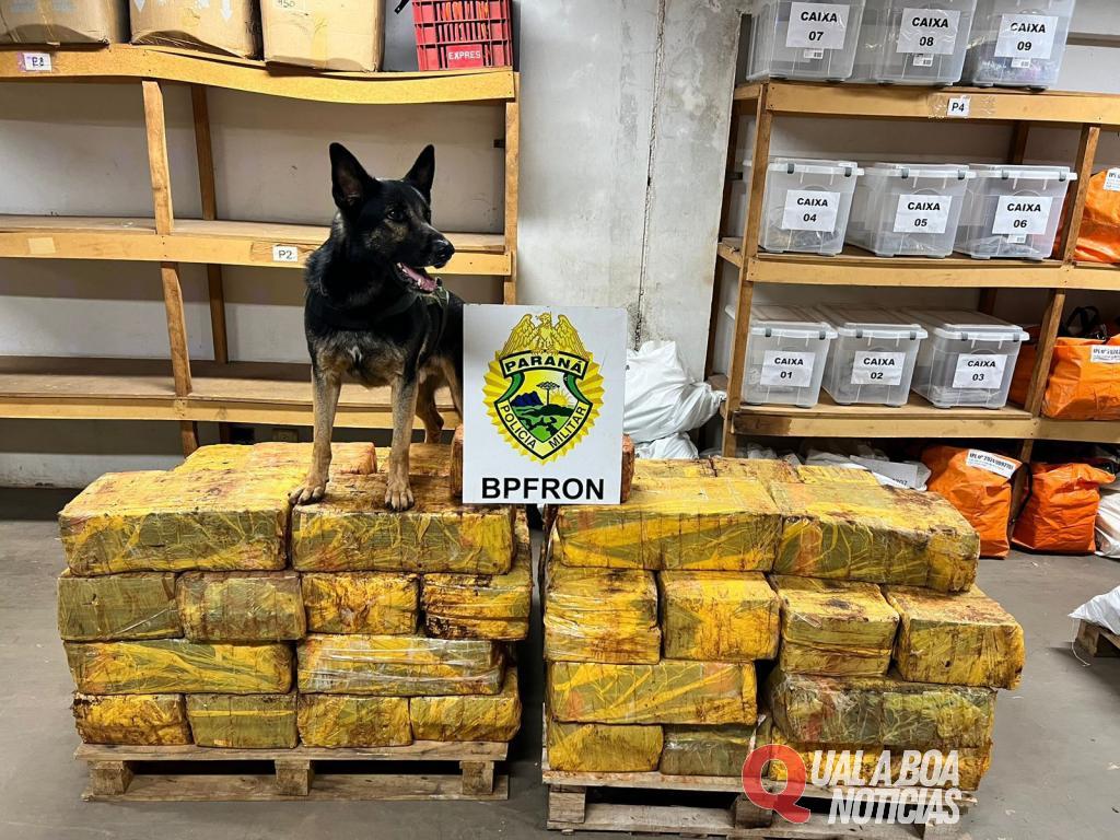 Apreensão de maconha em área rural no interior de Santa Helena, deixa prejuízo de mais de R$ 3 milhões ao crime