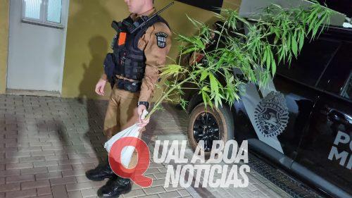 Árvore de natal: Rotam detém jovem com pé de maconha em Cascavel