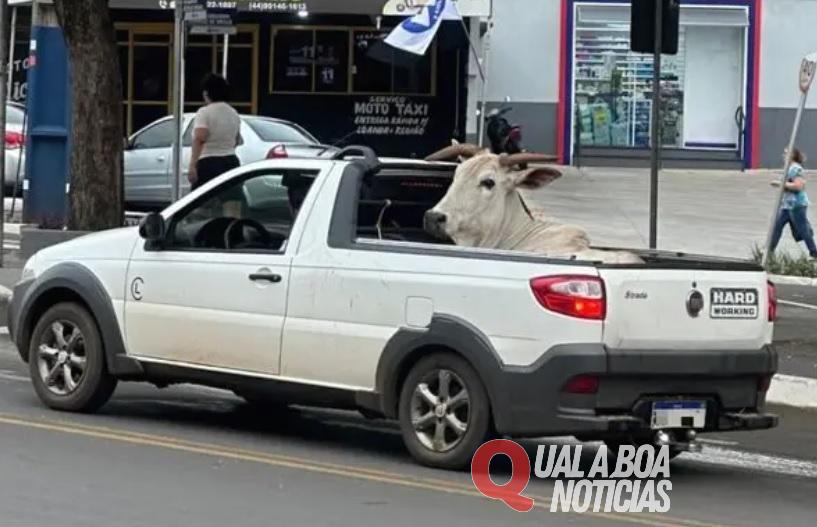 Boi é flagrado sendo transportado em picape no Paraná