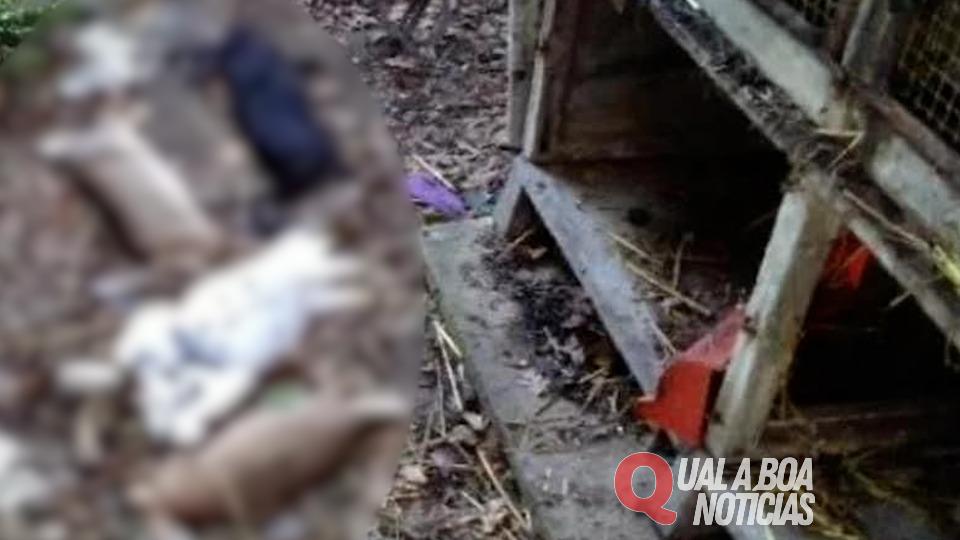 Criança de 9 anos invade hospital veterinário e mata 23 animais no Paraná