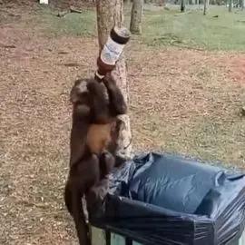 Em Cascavel: Macaquinho é flagrado ‘bebendo cerveja’ no Lago Municipal