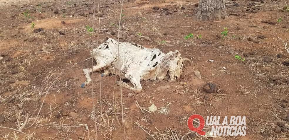 Fazendeiro é multado em R$ 1 milhão por deixar gado morrer de fome em meio à seca no Pantanal