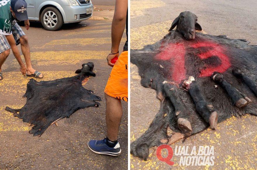 Homens que mataram bode para zombar de adversários políticos em Anahy são denunciados pelo MPPR