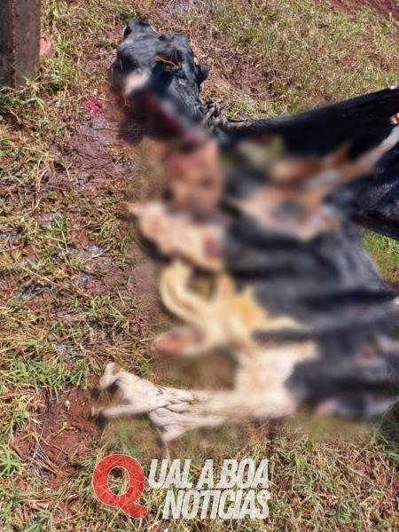 Na Região: Novilha é abatida em propriedade rural da região e carne é levada