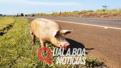 Porco cai de caminhão, fica ferido e assustado na rodovia BR-163