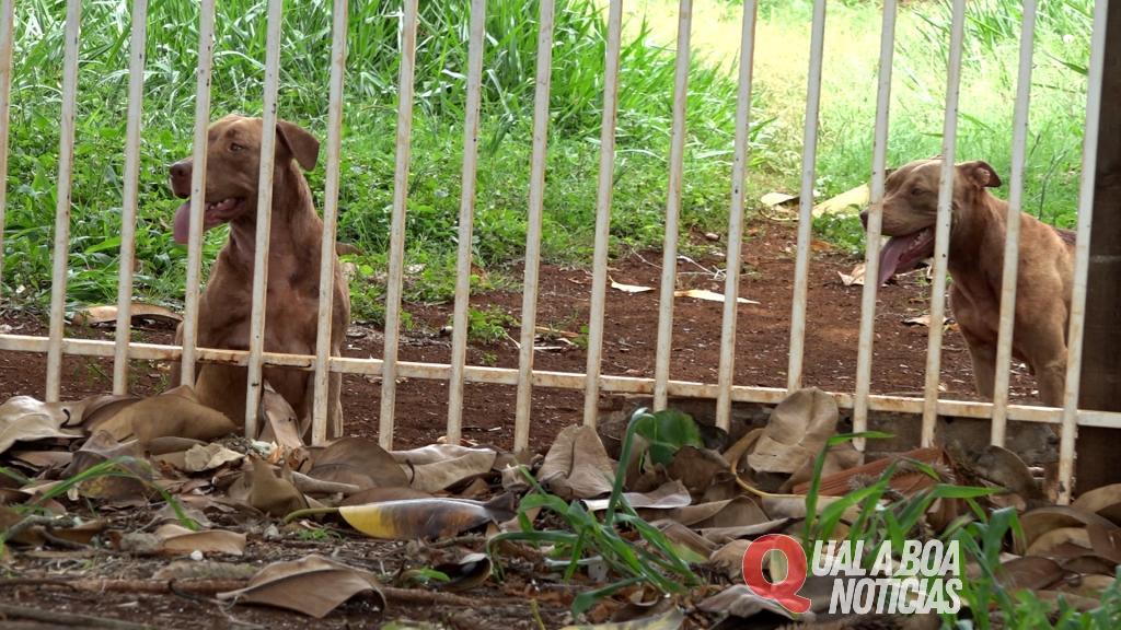 Homem é atacado por pitbulls em Cascavel