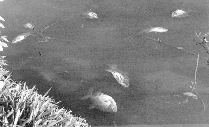 Imagens: O MP anexou fotos que mostram peixes mortos e água escurecida, apontados como evidências da poluição.