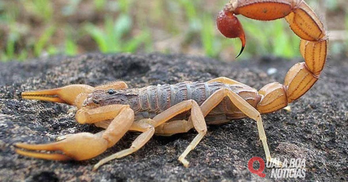 Criança de três anos morre ao ser picada por escorpião, quando brincava com papelão