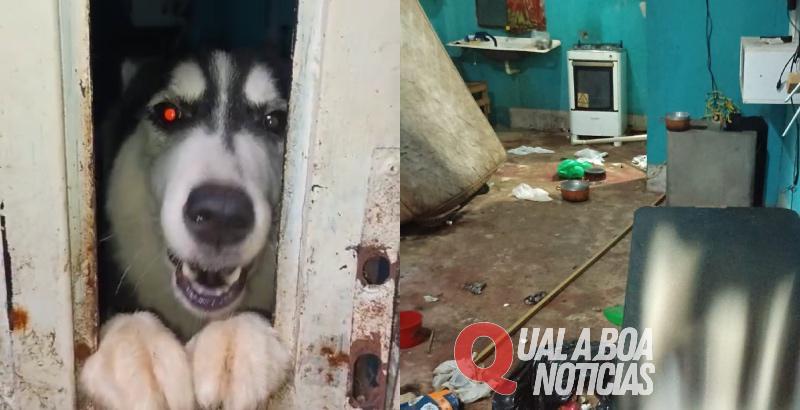 Descaso e crueldade: animais são abandonados e deixados para morrer em apartamento; Veja vídeo