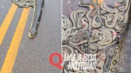 Sucuri grávida é atropelada e ejeta 40 filhotes em rodovia no MT, Veja o vídeo