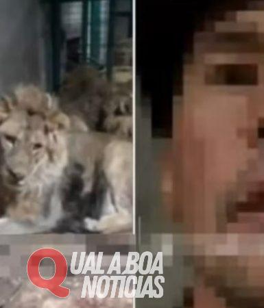 Ultimo registro: Funcionário de zoológico é devorado vivo por leões ao gravar vídeo para impressionar a namorada