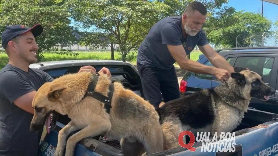 Em Foz do Iguaçu: Cães da raça pastor-alemão impendem furto à residência