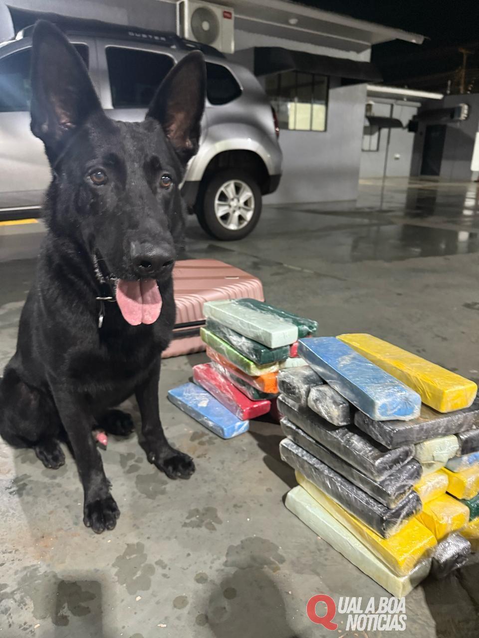 Na Região: Cão farejador ajuda PM a apreender 40 kg de maconha em ônibus