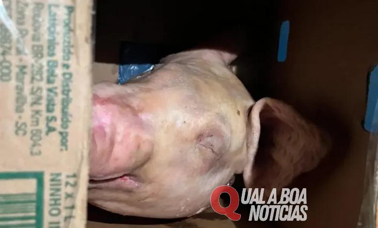 Em Sarandi: Homem recebe cabeça de porco e bilhete com ameaças