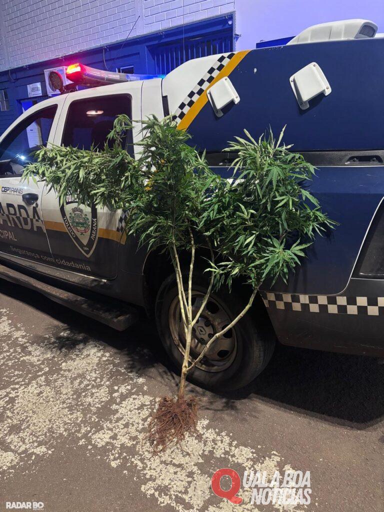 Guarda Municipal apreende planta suspeita de ser maconha no Jardim da Mata, em Toledo