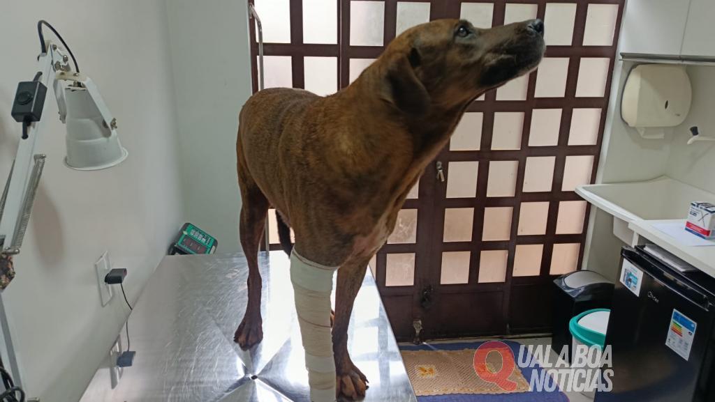 Ataque de Pitbulls deixa cadela ferida em Toledo
