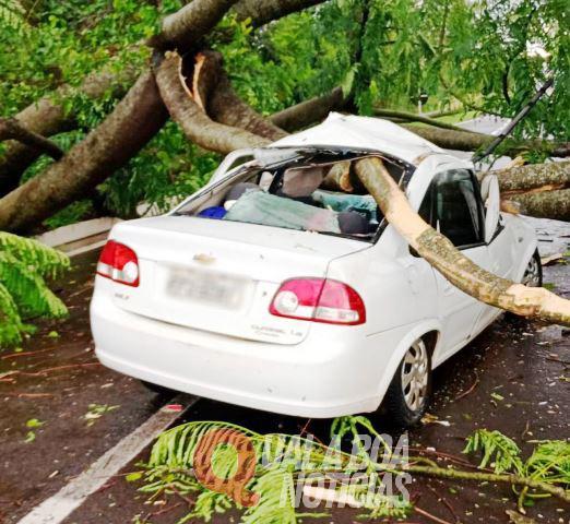 No Paraná: Árvore cai sobre carro e motorista de 25 anos fica ferido