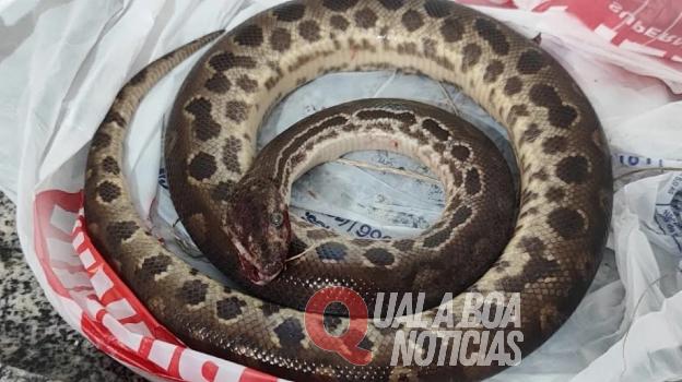 Homem é mordido por sucuri em SP e reage matando o animal a mordidas