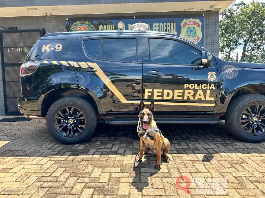Polícia Federal recebe cadela farejadora vinda da Alemanha para reforçar combate ao tráfico em Guaíra