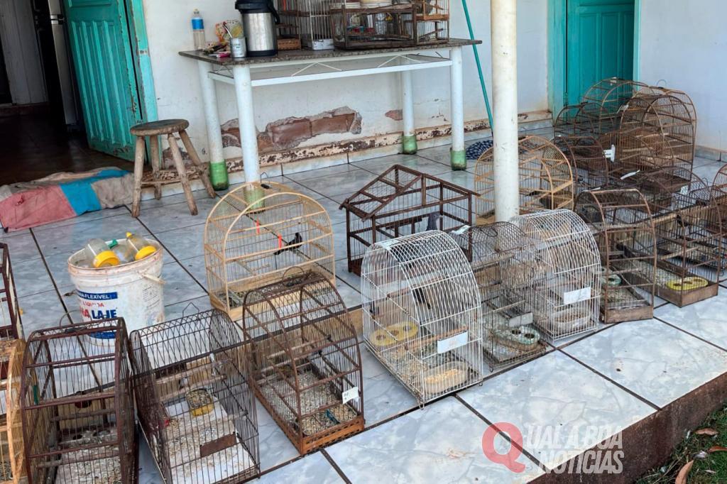 Operação resgata 42 aves silvestres mantidas em cativeiro irregular no Oeste do Paraná
