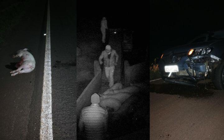Ladrões encapuzados furtam cerca de 25 porcos em Vila Ipiranga e perdem animais durante a fuga em Toledo