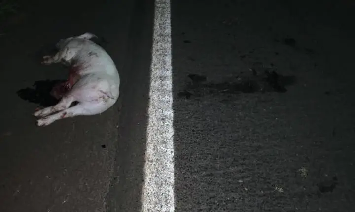 Ladrões encapuzados furtam cerca de 25 porcos em Vila Ipiranga e perdem animais durante a fuga em Toledo
