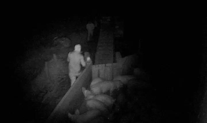 Ladrões encapuzados furtam cerca de 25 porcos em Vila Ipiranga e perdem animais durante a fuga em Toledo