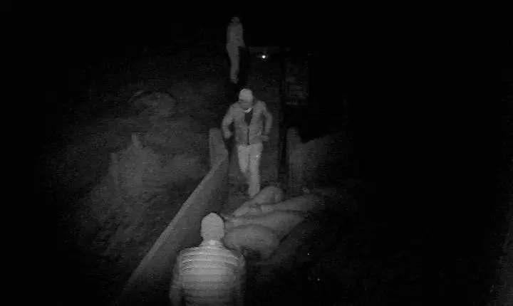 Ladrões encapuzados furtam cerca de 25 porcos em Vila Ipiranga e perdem animais durante a fuga em Toledo