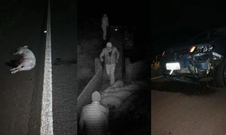 Ladrões encapuzados furtam cerca de 25 porcos em Vila Ipiranga e perdem animais durante a fuga em Toledo